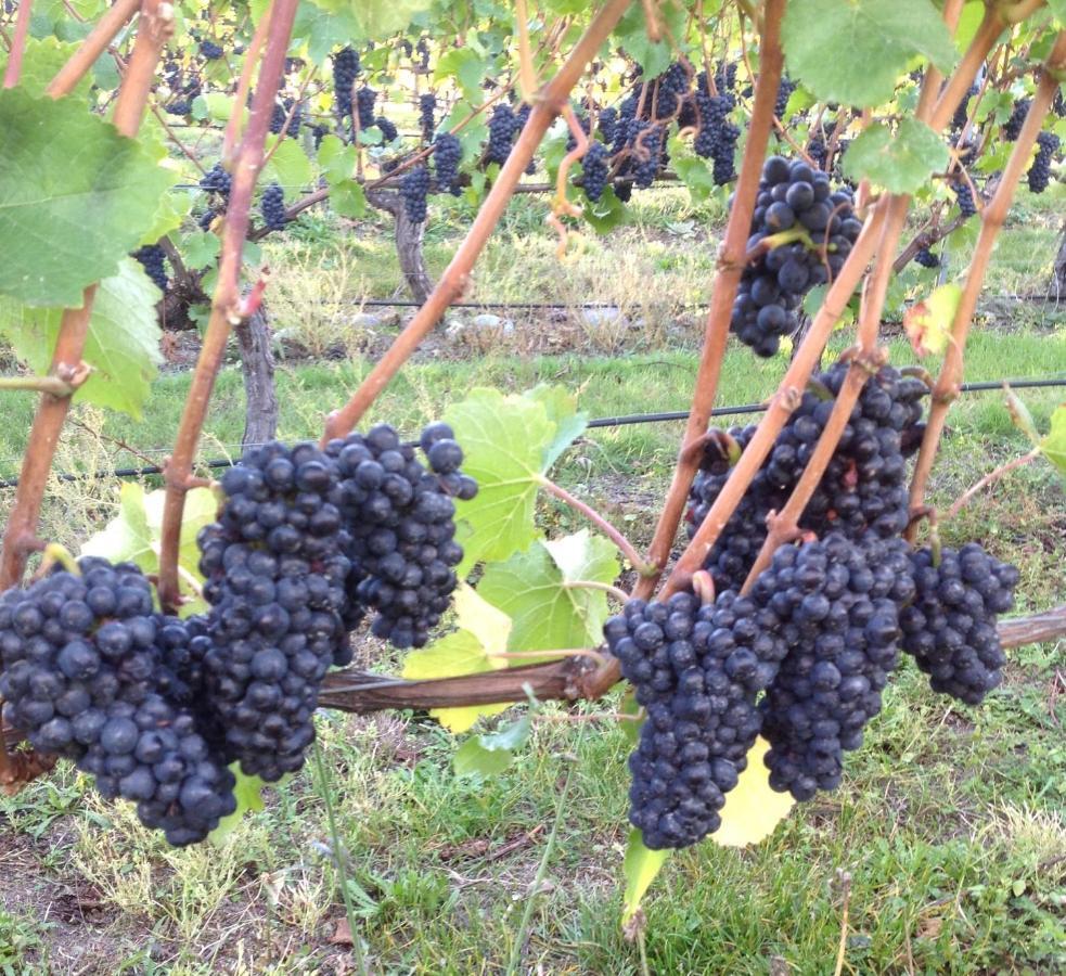 Chalet 'the Crib' On Legacy Vineyard